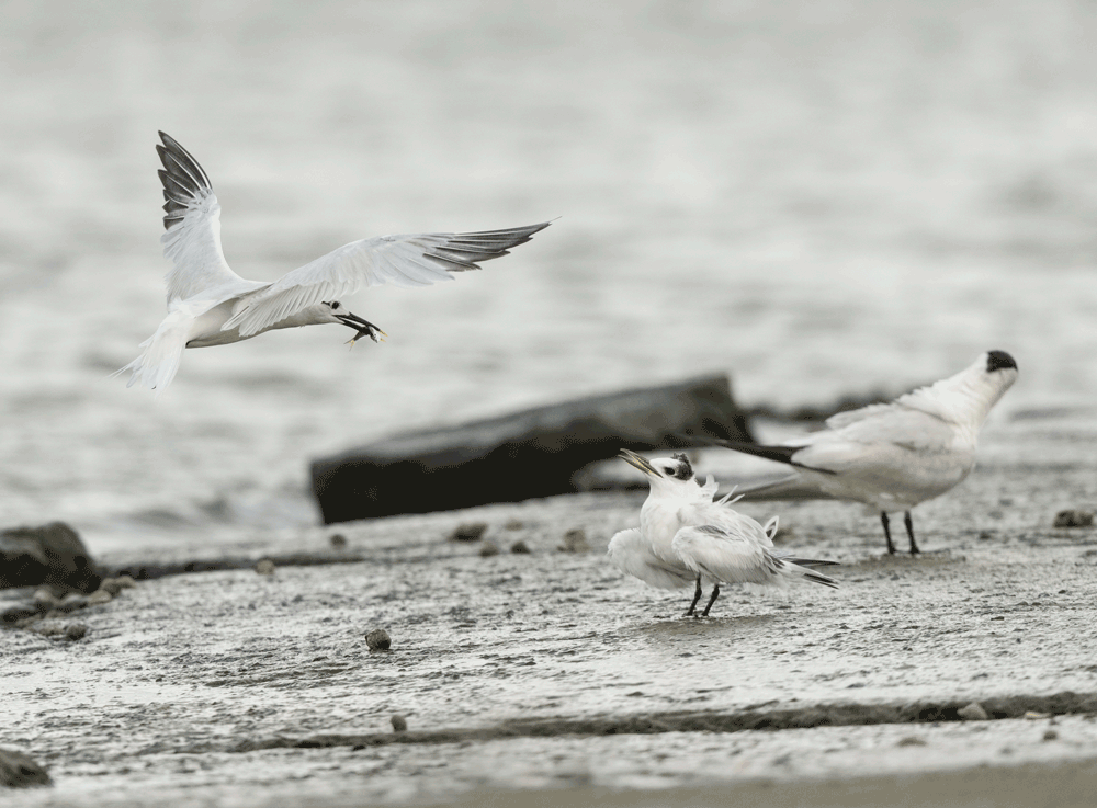 Sandwich Tern adult drops off lunch.