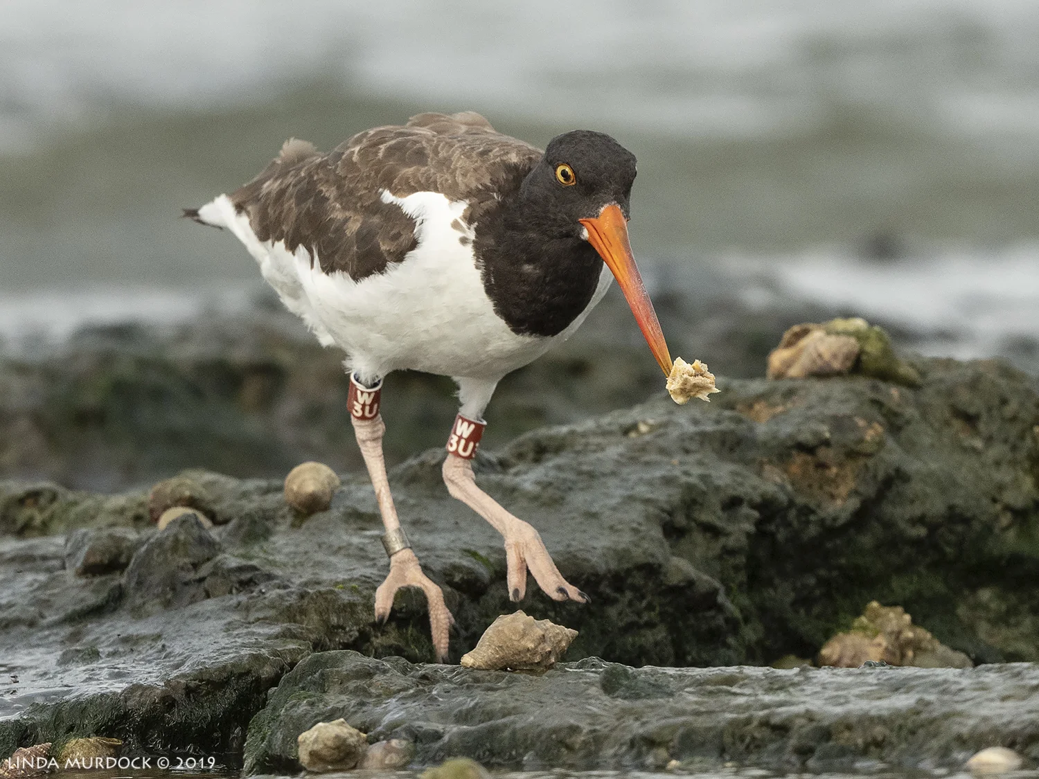 I have no idea what this is she is going to eat Nikon D850 with Nikkor 500 f/5.6 PF VR ~ 1/2500 sec f/5.6 ISO 1000