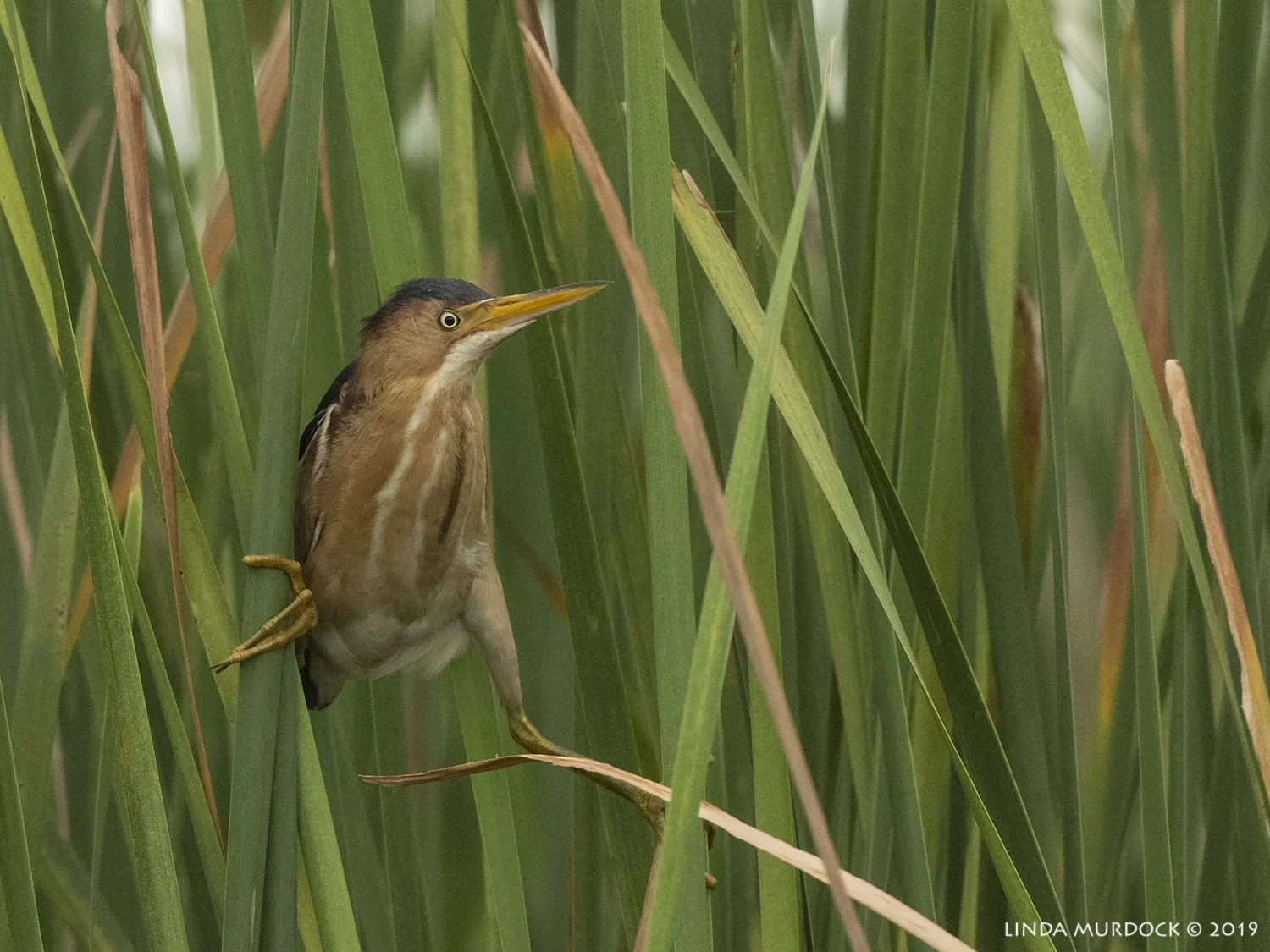 Least Bittern in the reeds Nikon D850 with Nikkor 500 f/5.6 PF VR ~ 1/2000 sec f/6.3 ISO 1250