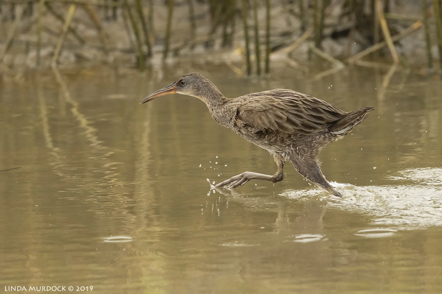 Clapper Rail on the move … Nikon D850 with Nikkor 500 f/5.6 PF VR ~ 1/2000 sec f/6.3 ISO 1000