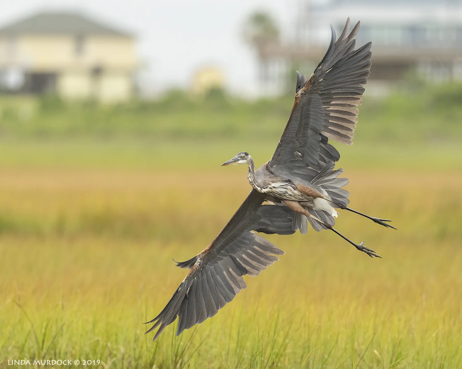 Great Blue Heron looking less than spiffy… Nikon D850 with Nikkor 500 f/5.6 PF VR ~ 1/2000 sec f/6.3 ISO 1000
