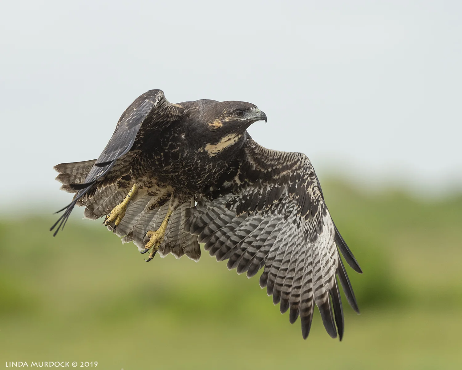 Just after lift off… Nikon D850 with Nikkor 500 f/5.6 PF VR ~ 1/2000 sec f/6.3 ISO 800