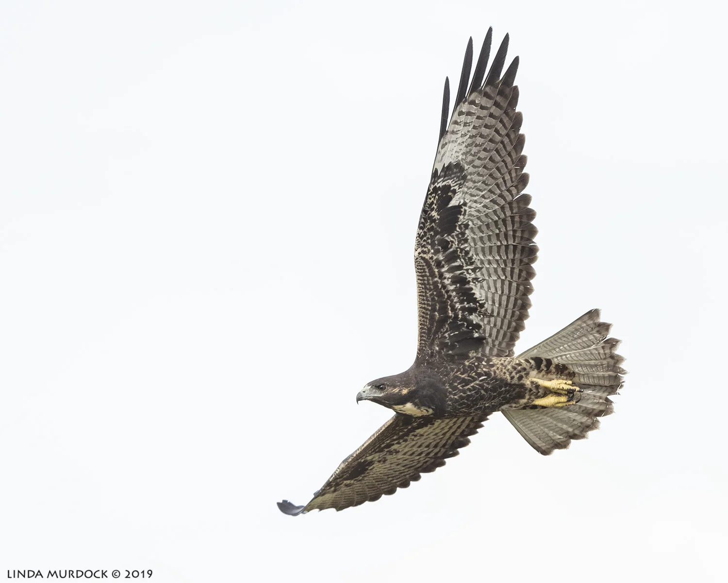 White-tailed Hawk fly by Nikon D850 with Nikkor 500 f/5.6 PF VR ~ 1/2000 sec f/6.3 ISO 800