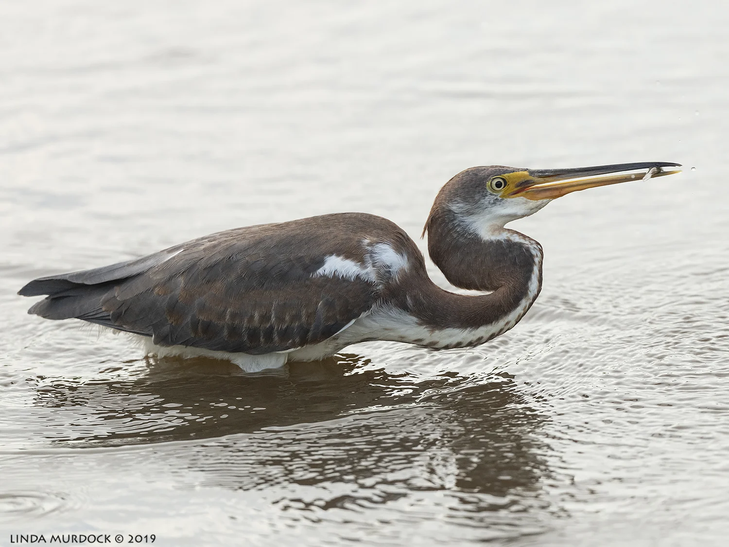 Young Tricolored Heron has this fishing stuff DOWN Nikon D850 with Nikkor 500 f/5.6 PF VR ~ 1/2000 sec f/6.3 ISO 1600