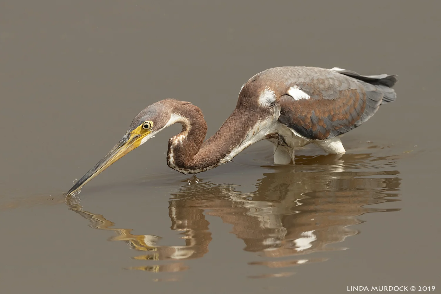 Juvenile Tricolored Heron Nikon D850 with Nikkor 500 f/5.6 PF VR ~ 1/2500 sec f/6.3 ISO 640