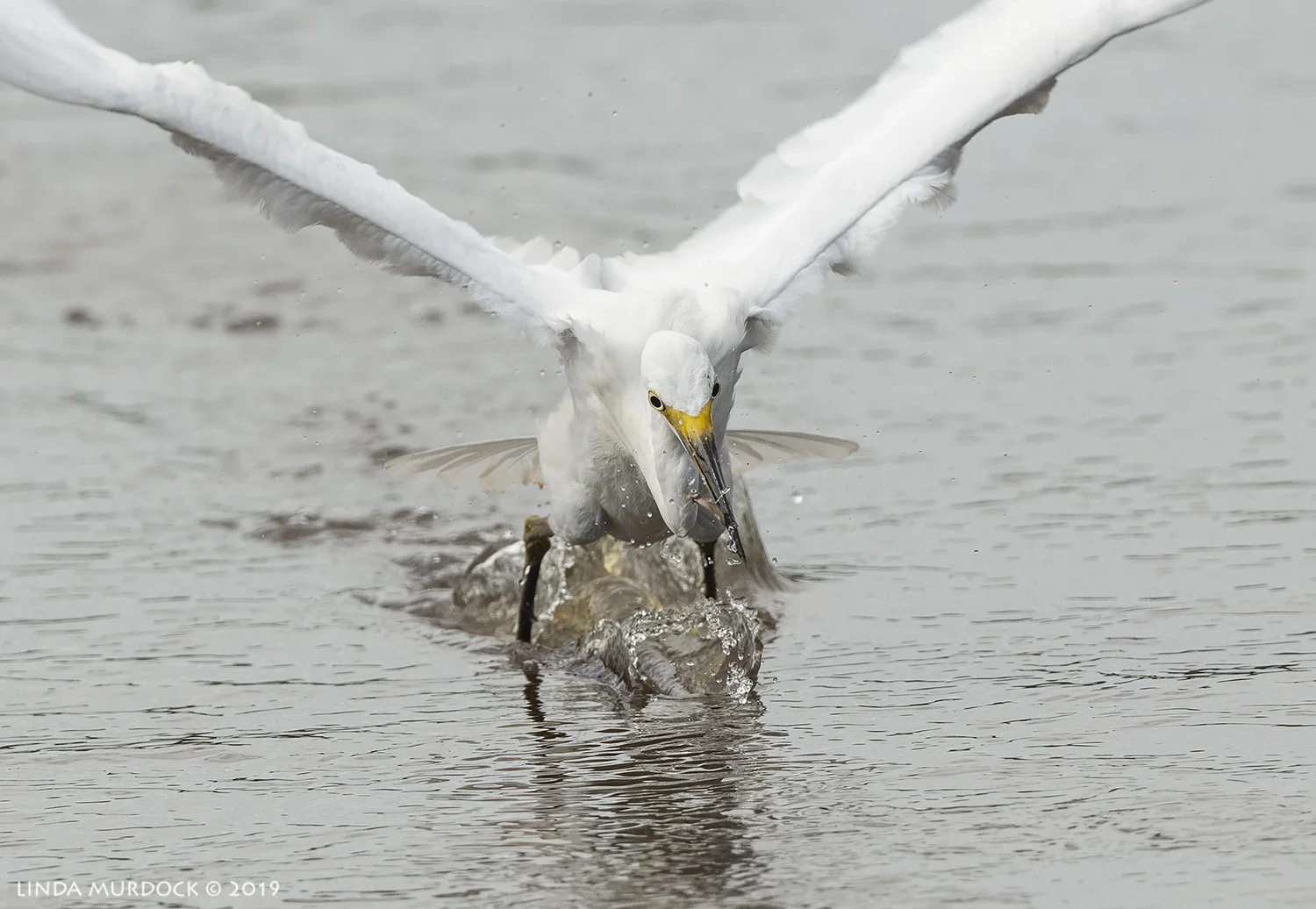 Nikon D850 with Nikkor 500 f/5.6 PF VR ~ 1/2500 sec f/6.3 ISO 1000