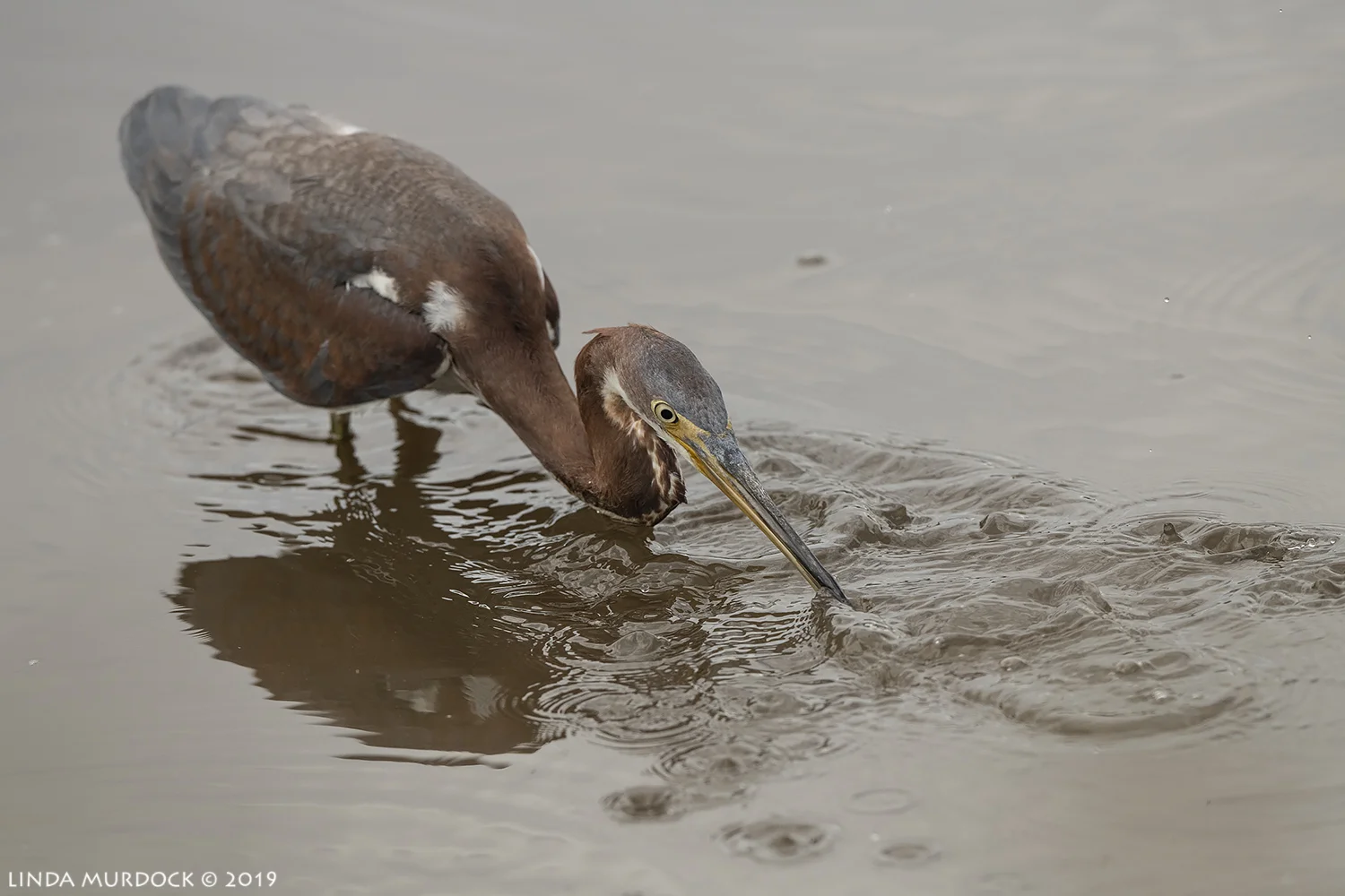 Tricolored Heron practicing mystical movements Nikon D850 with Nikkor 500 f/5.6 PF VR ~ 1/2500 sec f/8.0 ISO 1000
