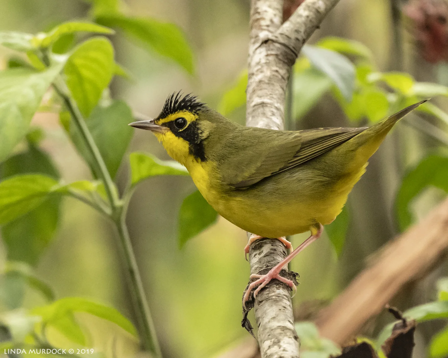 Nikon D850 with Nikkor 500 f/5.6 PF VR ~ 1/2000 sec f/5.6 ISO 1600