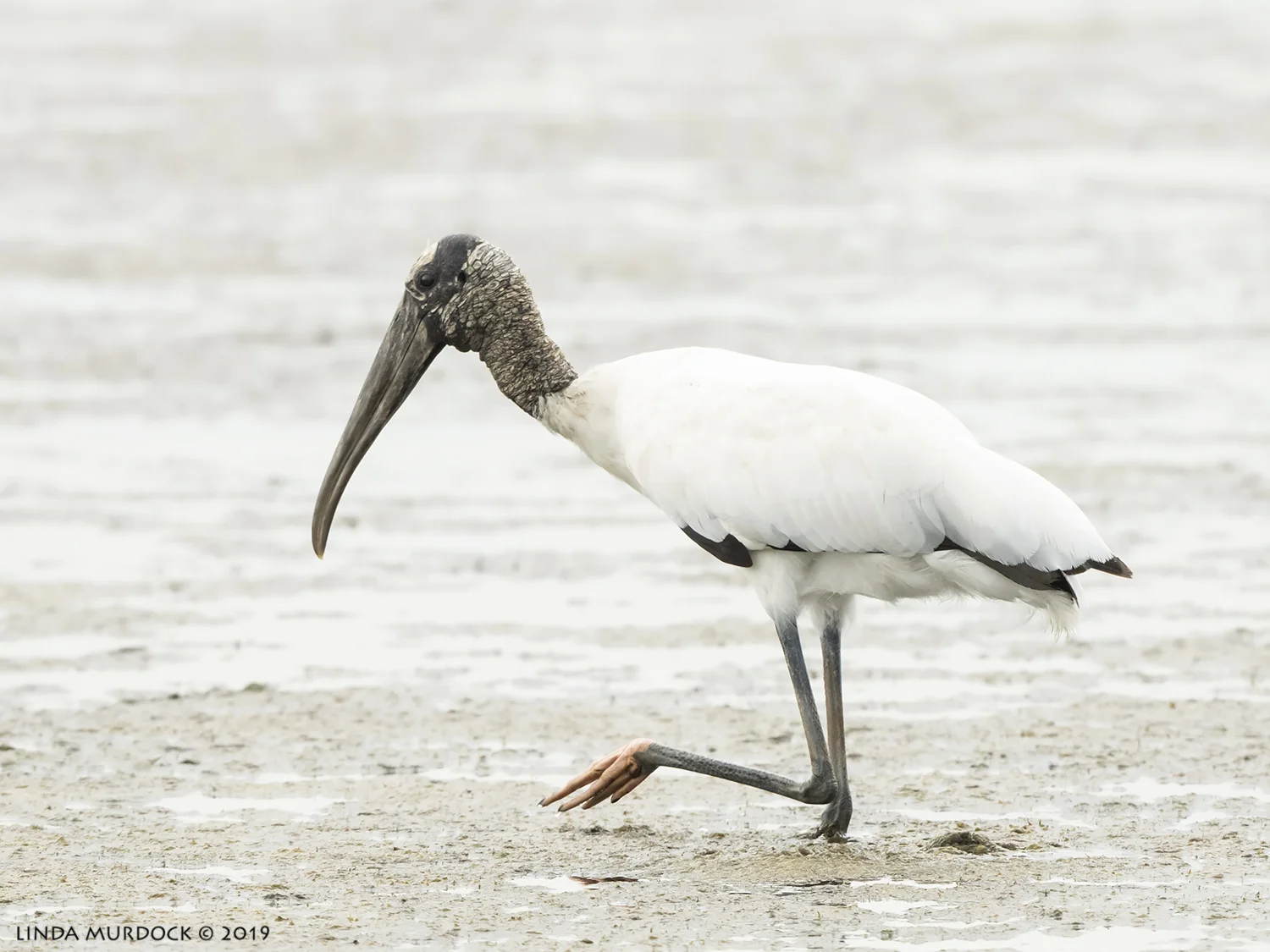 Adult Wood Stork showing you his pink foot Nikon D850 with Nikkor 500 f/5.6 PF VR ~ 1/1600 sec f/6.3 ISO 1600