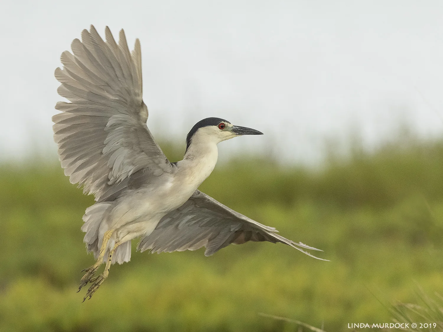 Black-crowned Night Heron at Surfside Nikon D850 with Nikkor 500 f/5.6 PF VR ~ 1/2500 sec f/6.3 ISO 1250