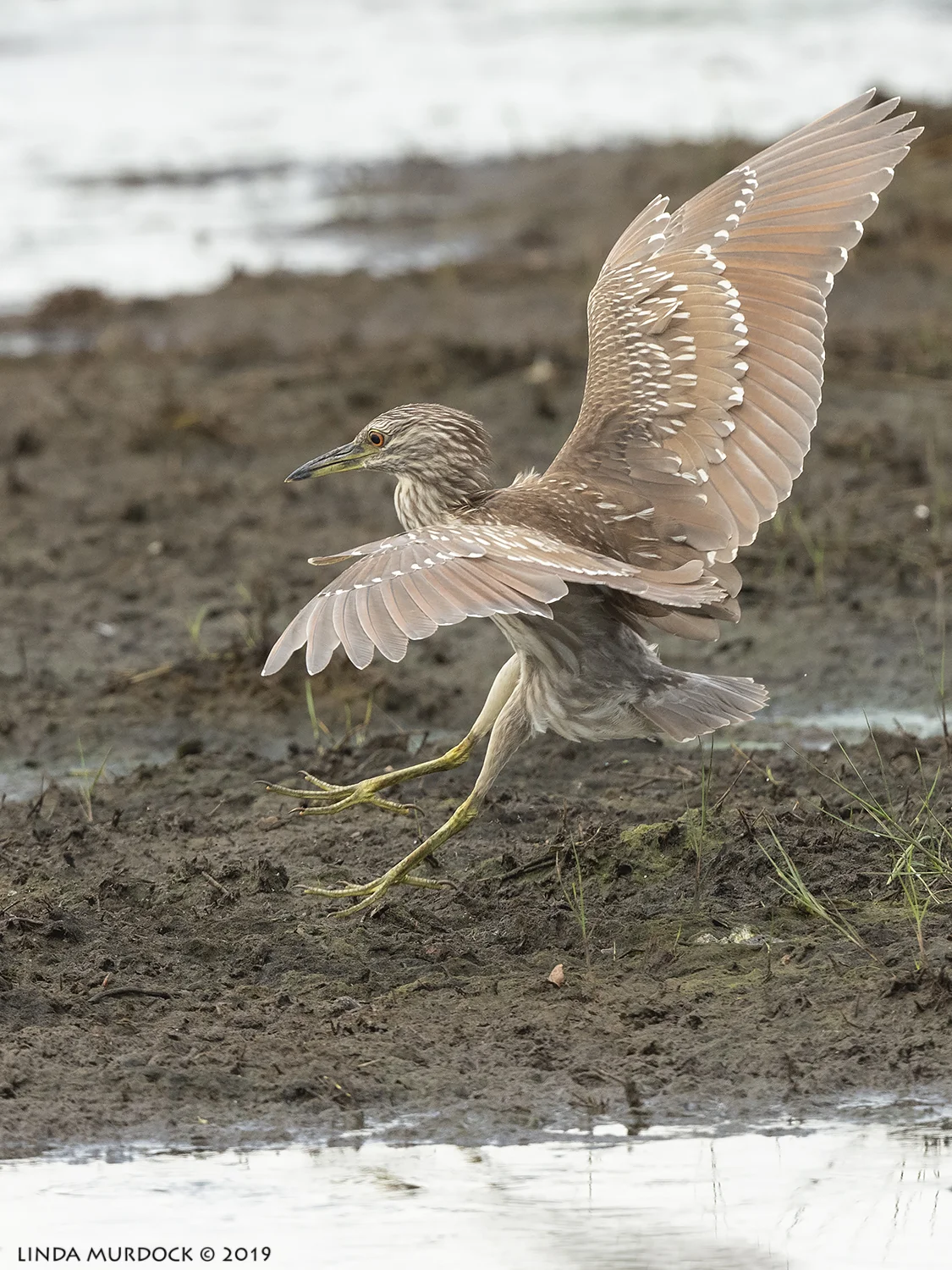 Immature Black-crowned Night Heron at BNWR Nikon D850 with Nikkor 500 f/5.6 PF VR ~ 1/2000 sec f/6.3 ISO 800