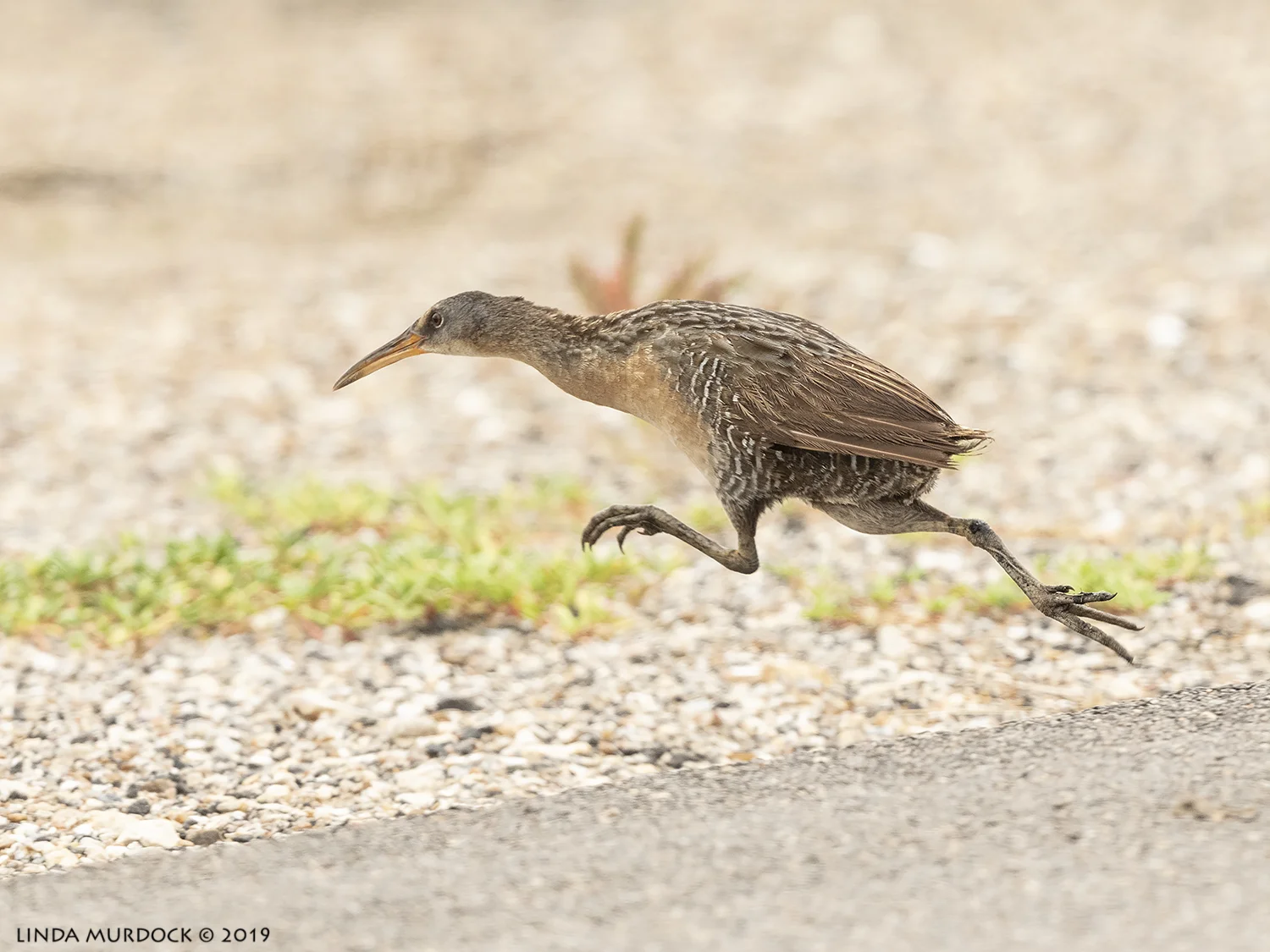 Wait for me… Nikon D850 with Nikkor 500 f/5.6 PF VR ~ 1/2000 sec f/7.1 ISO 1250