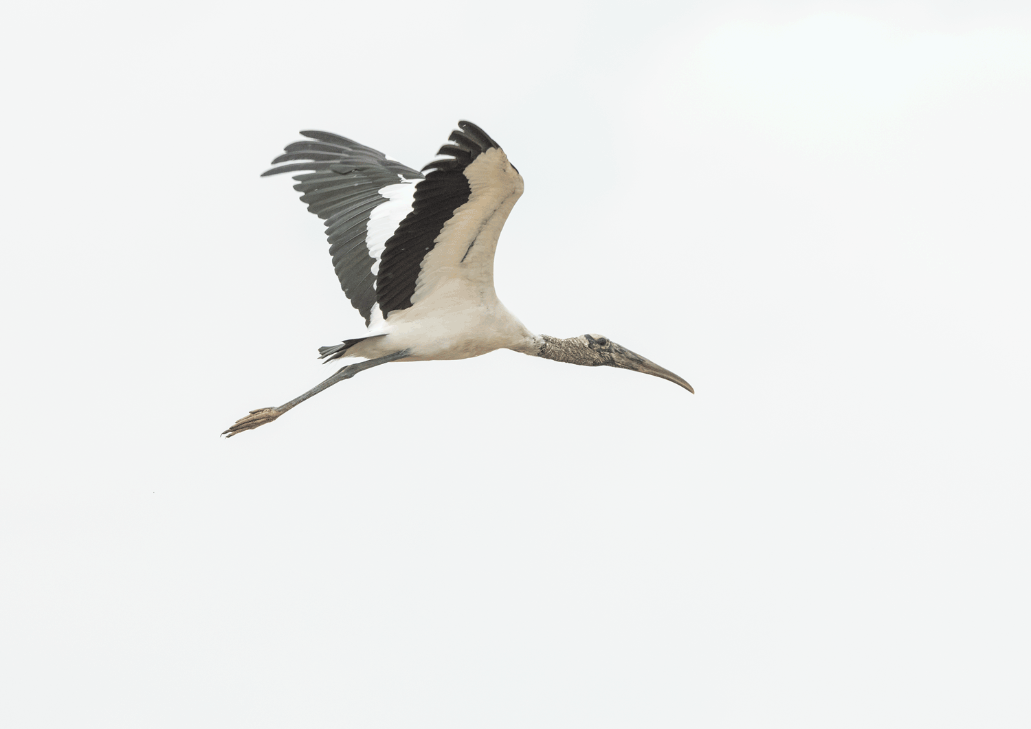 Wood Stork gif
