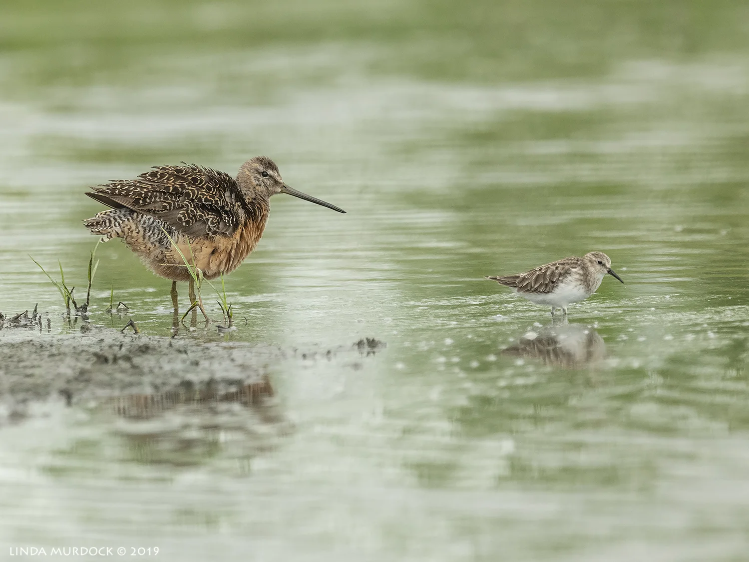 Nikon D850 with NIKKOR 500mm f/4E VR with Nikon 1.4x TC ~ 1/2000 sec f/6.3 ISO 1000; tripod