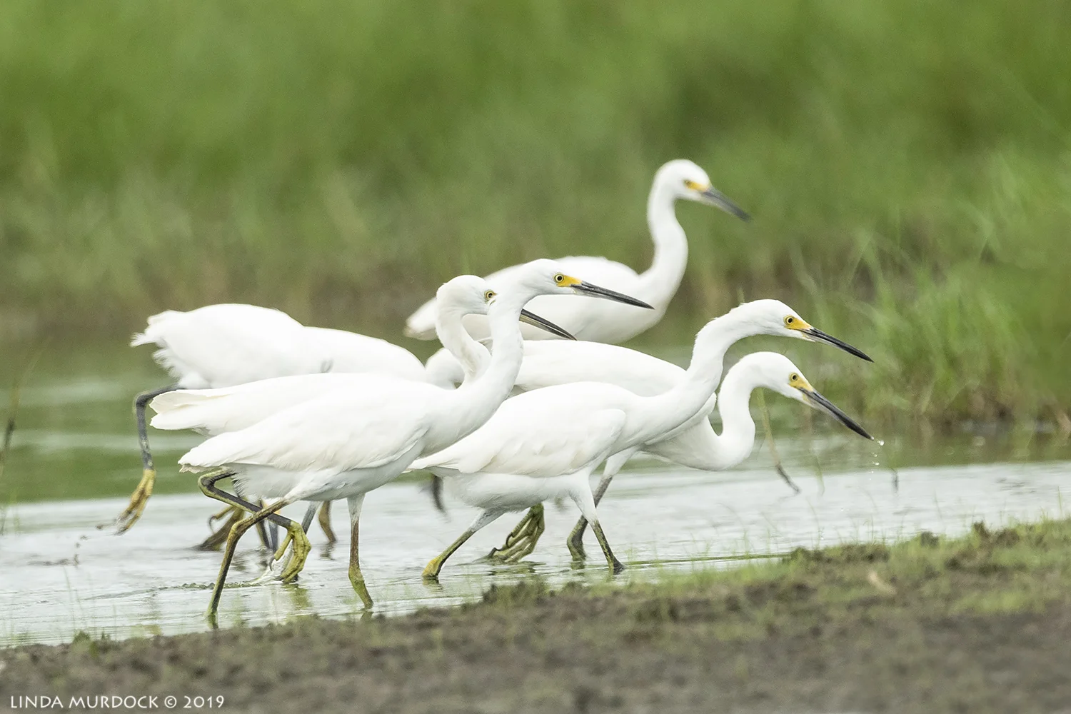 Group of Snowies on the prowl Nikon D850 with NIKKOR 500mm f/4E VR with Nikon 1.4x TC ~ 1/2000 sec f/6.3 ISO 1000; tripod