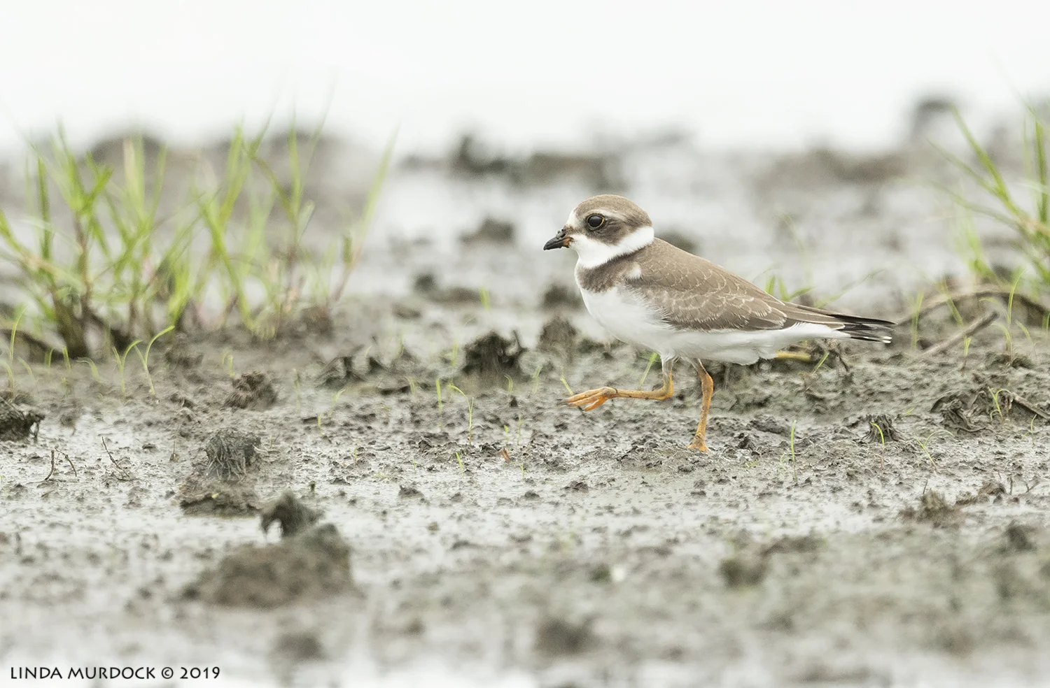 Cute little Semi-palmated Plover Nikon D850 with NIKKOR 500mm f/4E VR with Nikon 1.4x TC ~ 1/2000 sec f/6.3 ISO 1000; tripod
