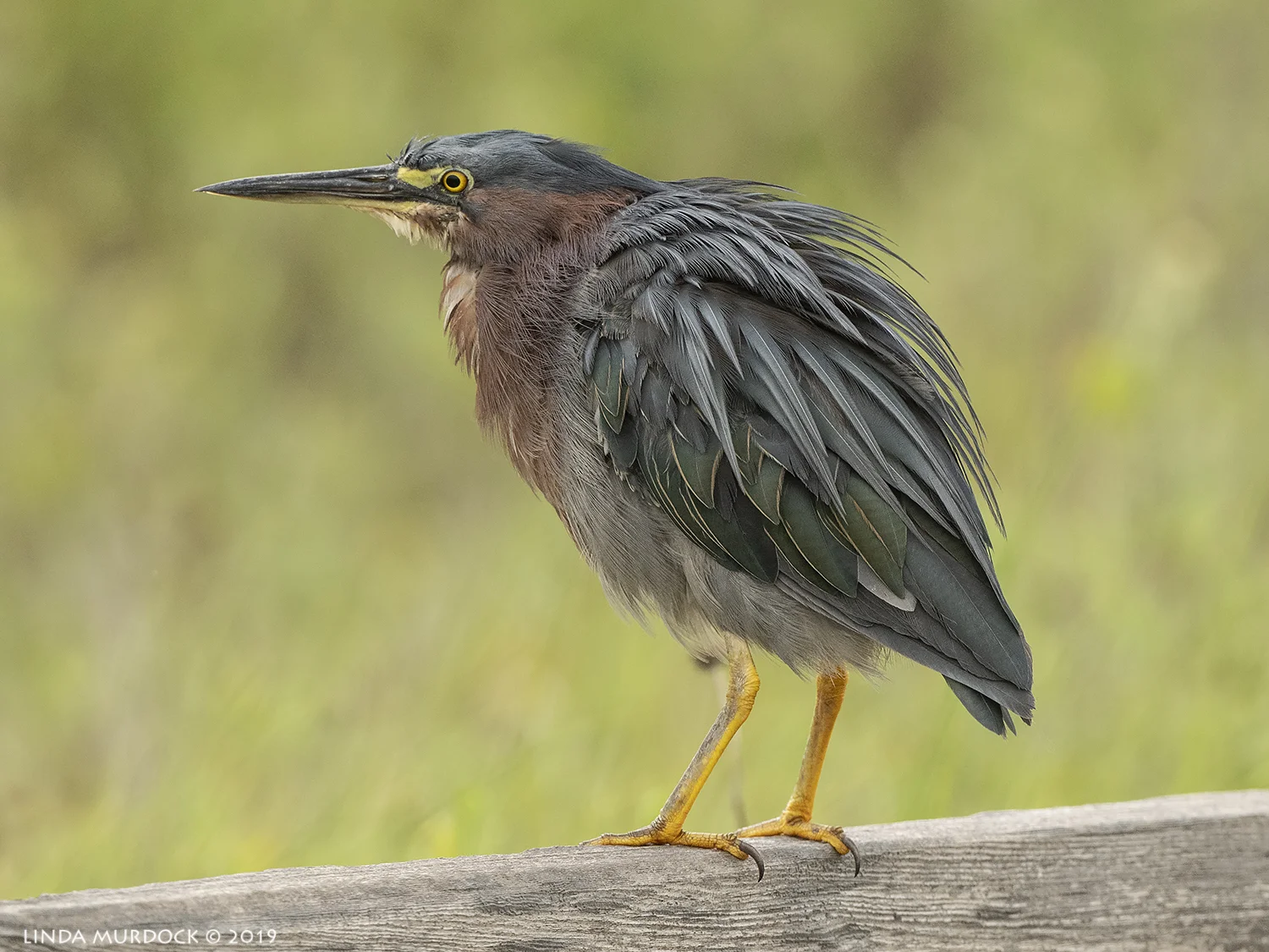 Nikon D850 with Nikkor 500 f/5.6 PF VR ~ 1/2000 sec f/7.1 ISO 1000