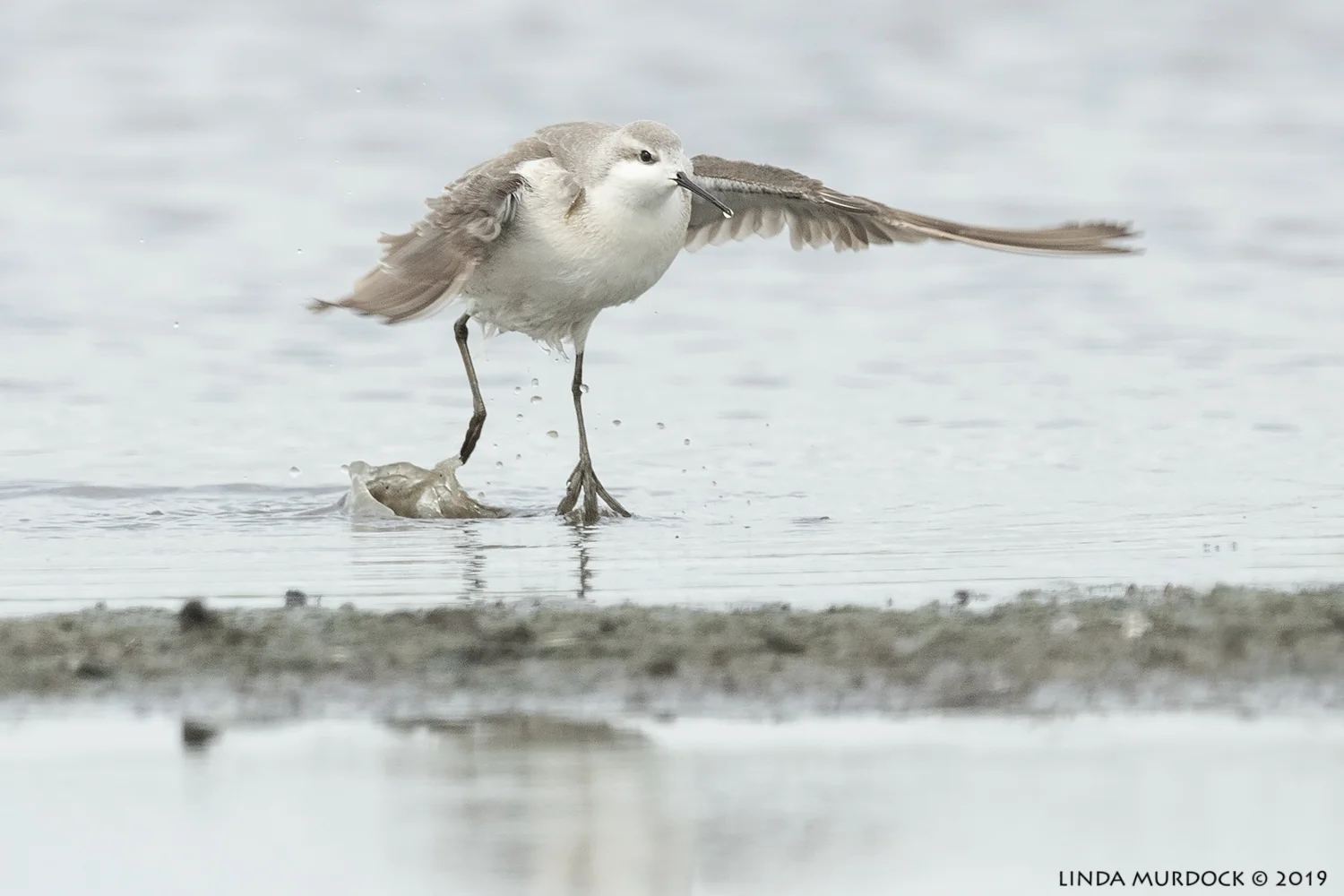 Wilson’s Phalarope after bath Nikon D850 with NIKKOR 500mm f/4E VR with Nikon 1.4x TC ~ 1/2000 sec f/6.3 ISO 1000; tripod