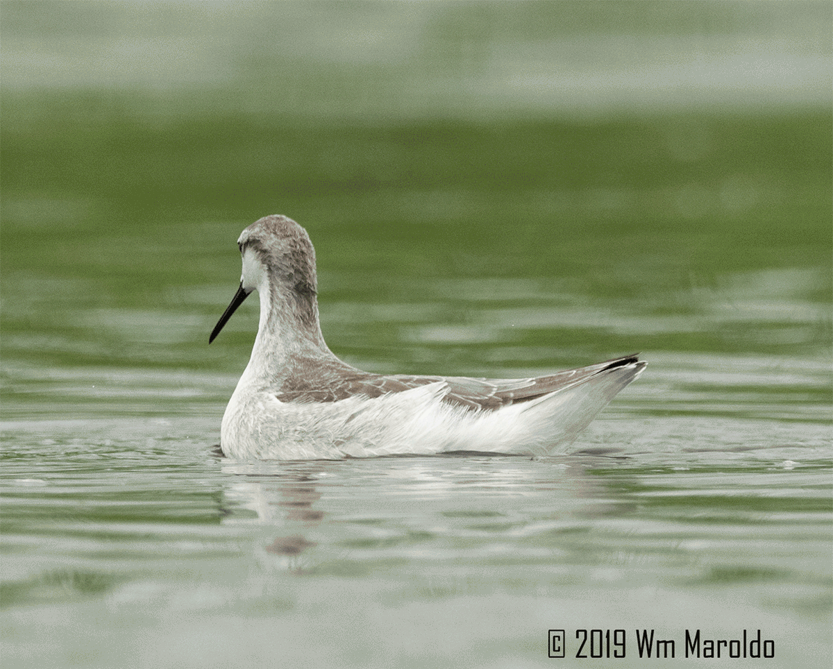 gif by Bill Maroldo of Willson’s Phalarope doing his spiny thing…
