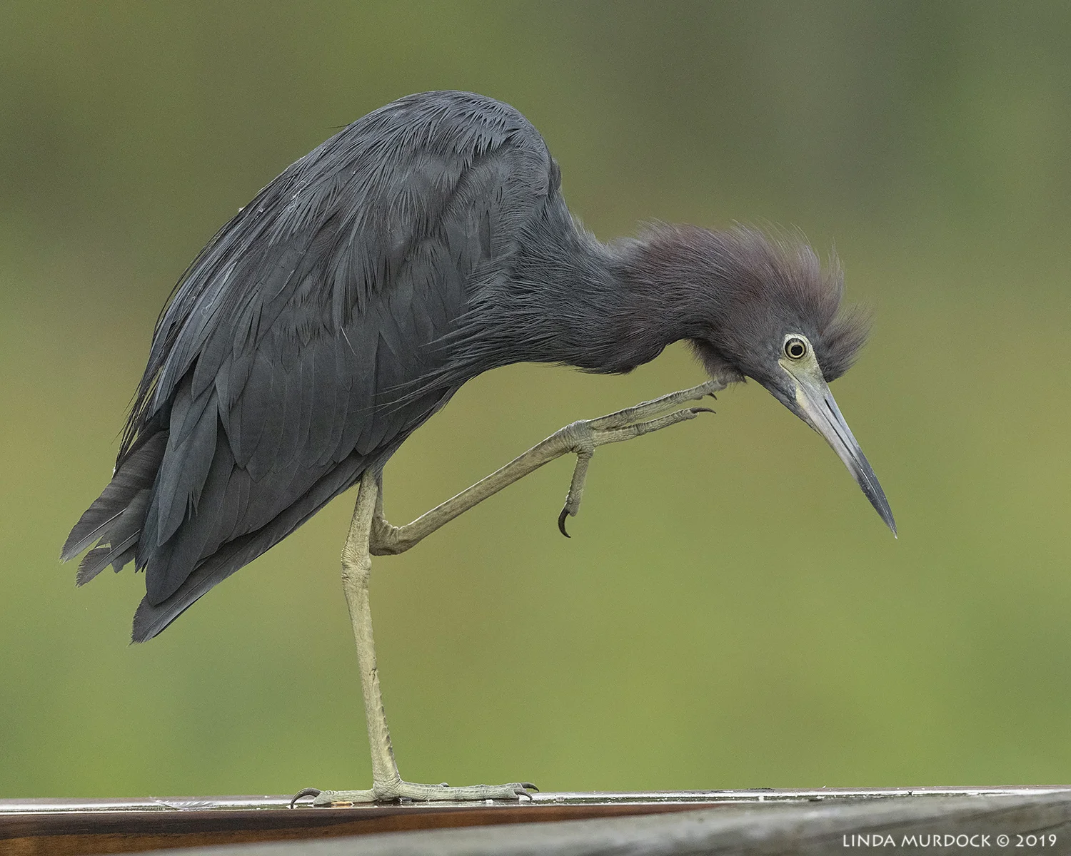 Little Blue Heron thinking about Rodin Nikon D850 with Nikkor 500 f/5.6 PF VR ~ 1/1600 sec f/6.3 ISO 1600; hand-held
