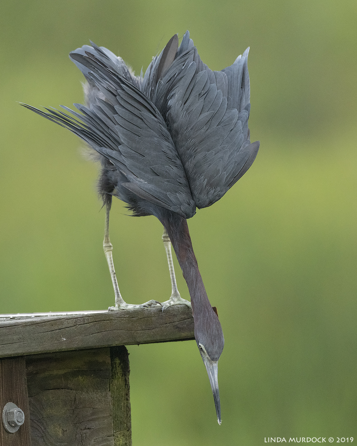 Nikon D850 with Nikkor 500 f/5.6 PF VR ~ 1/1600 sec f/6.3 ISO 1600; hand-held