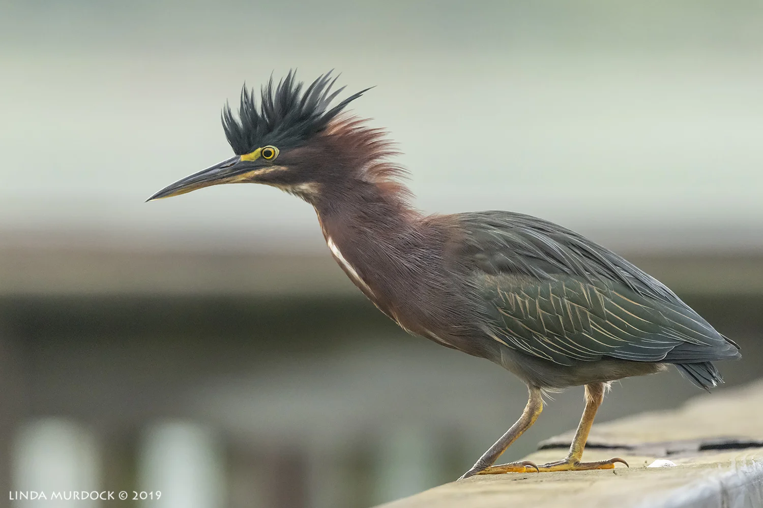 Showing you my fancy crest…. Nikon D850 with Nikkor 500 f/5.6 PF VR ~ 1/1600 sec f/5.6 ISO 1600; hand-held