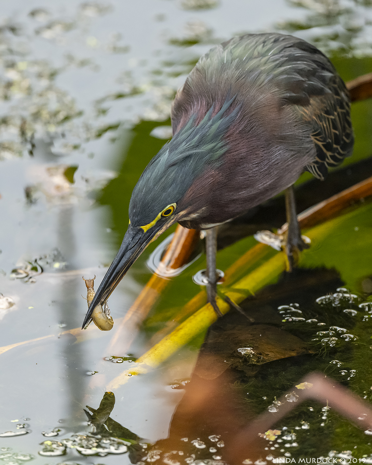 Green Heron with tasty treat Nikon D850 with Nikkor 500 f/5.6 PF VR ~ 1/640 sec f/5.6 ISO 2500; hand-held
