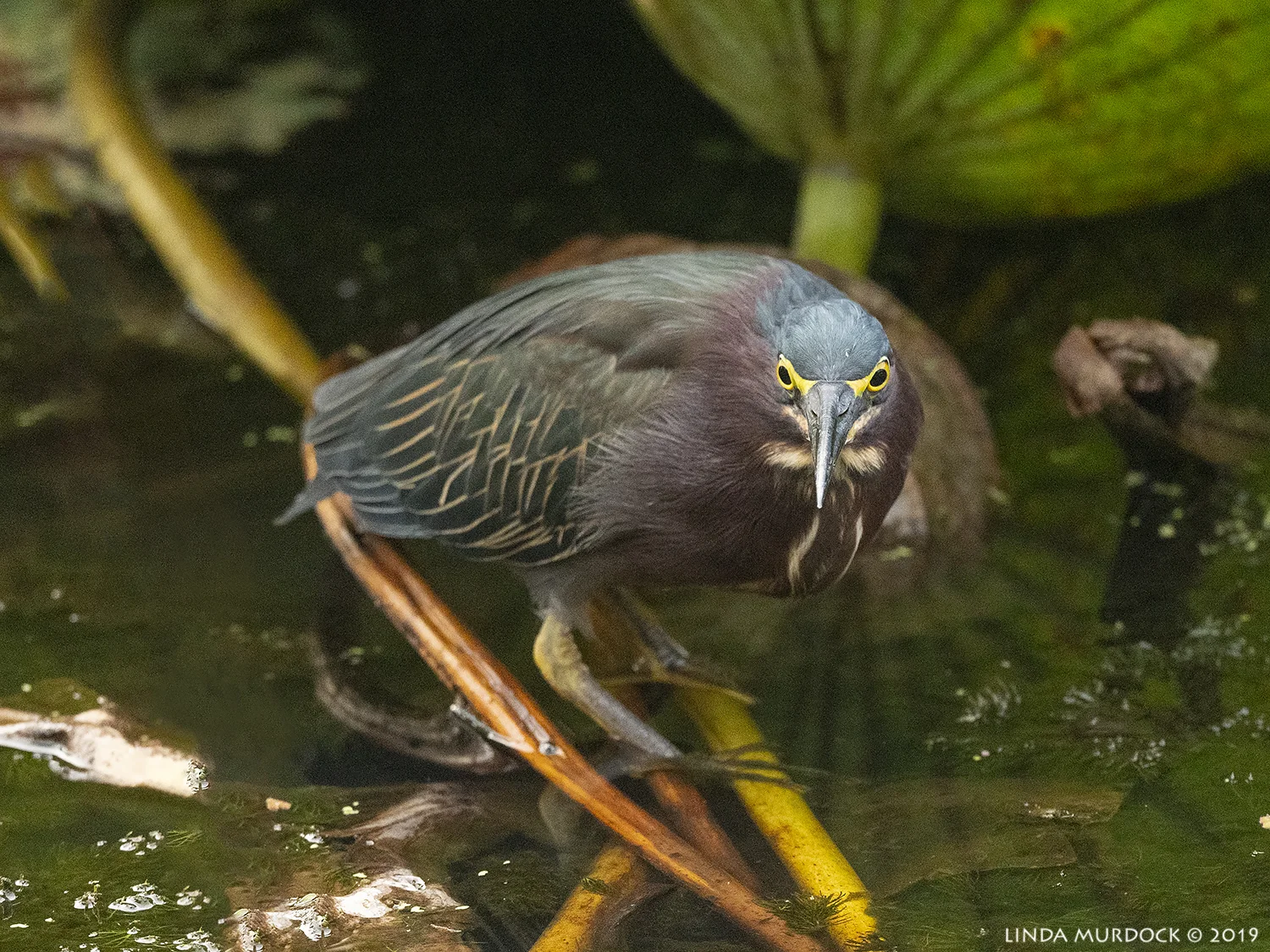 Nikon D850 with Nikkor 500 f/5.6 PF VR ~ 1/1000 sec f/5.6 ISO 2000; hand-held