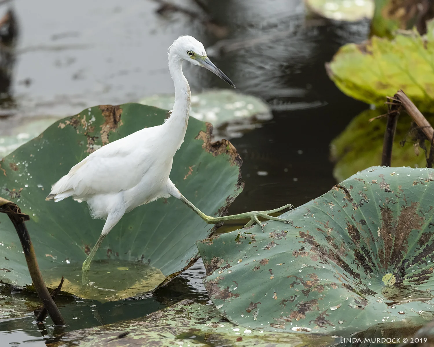 Young Little Blue Herons are white Nikon D850 with Nikkor 500 f/5.6 PF VR ~ 1/1600 sec f/5.6 ISO 2000; tripod
