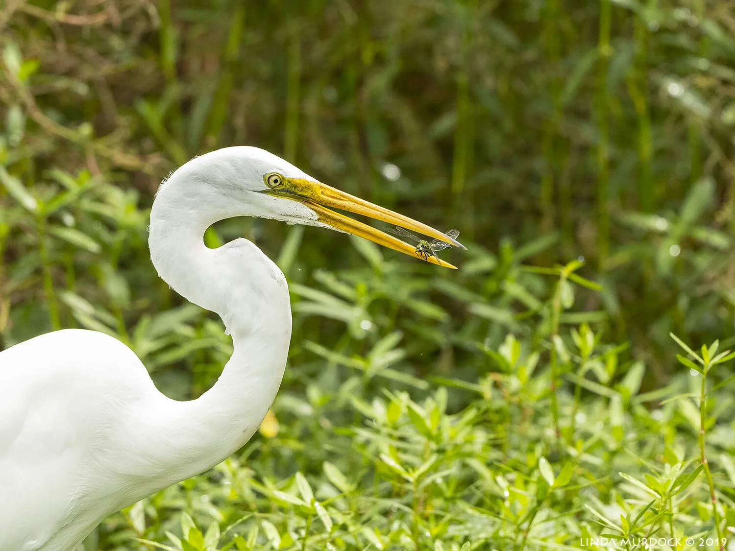 Great Egret with dragonfly Nikon D850 with Nikkor 500 f/5.6 PF VR ~ 1/2000 sec f/6.3 ISO 1250; hand-held