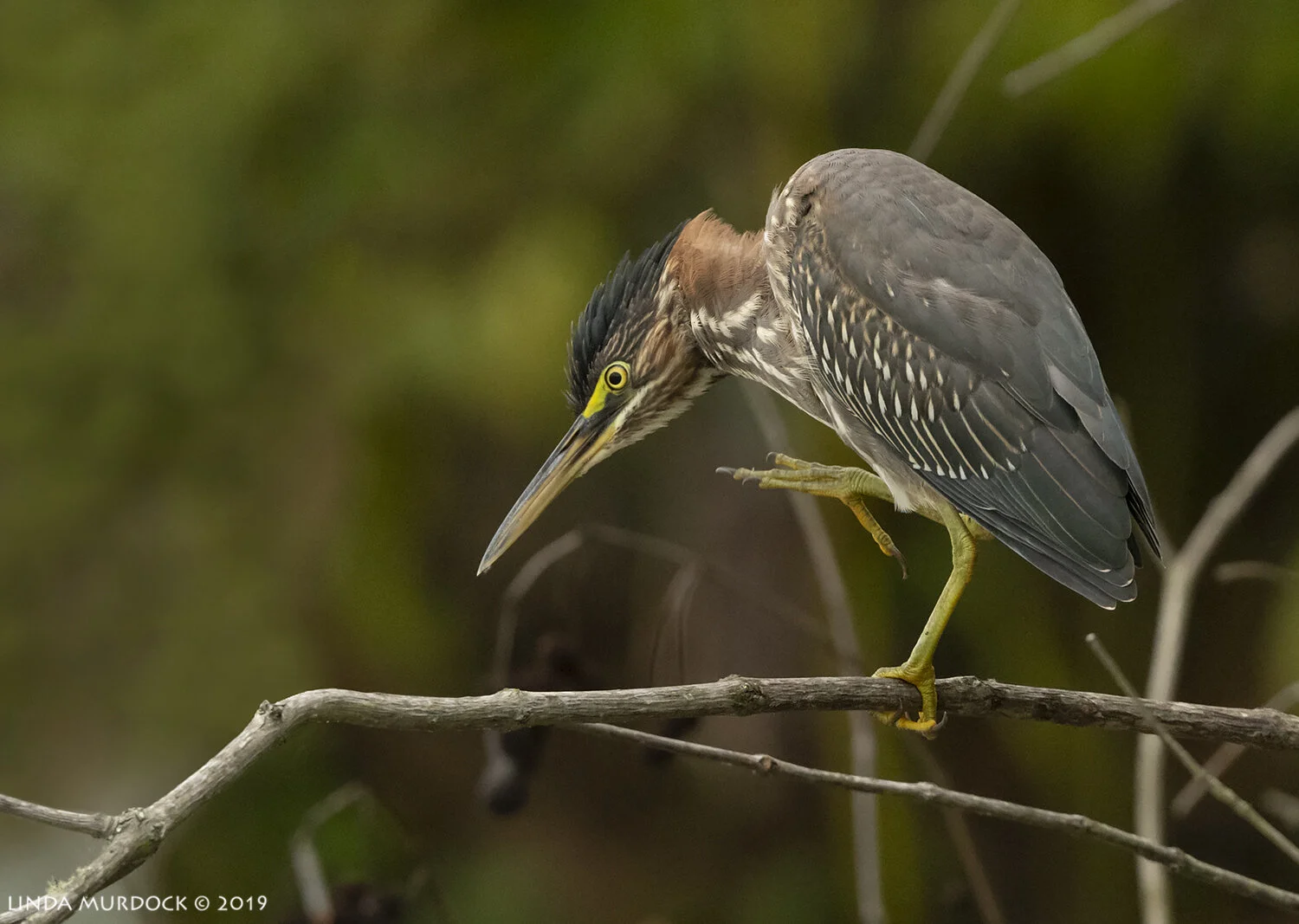 And now for a scratch Nikon D850 with Nikkor 500 f/5.6 PF VR ~ 1/2000 sec f/6.3 ISO 1600; tripod