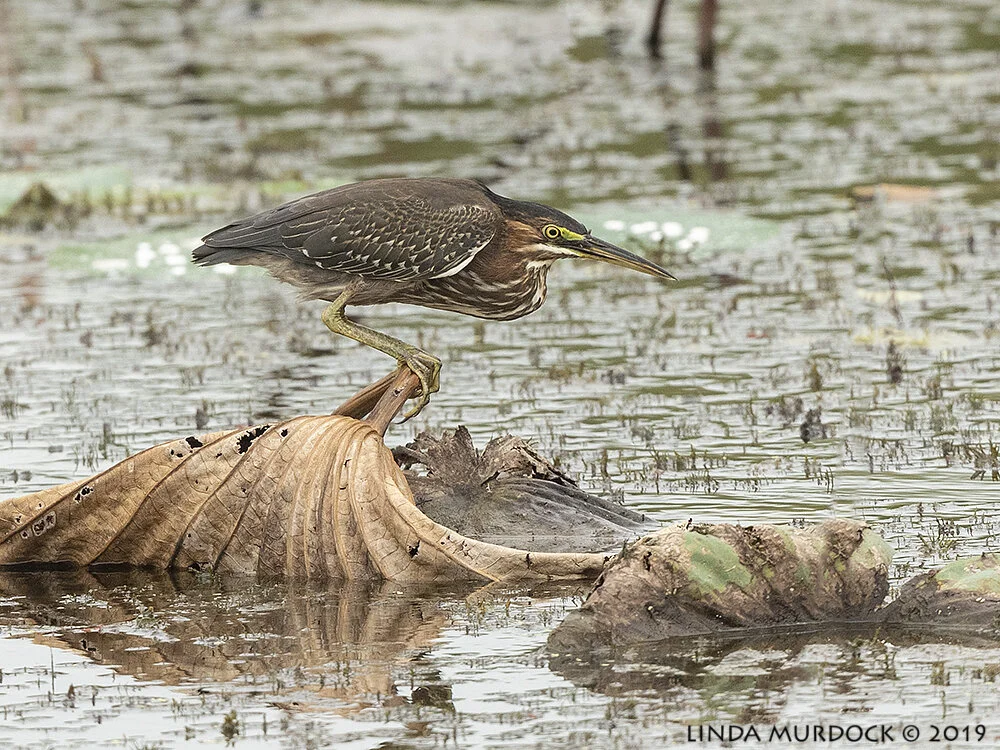 Posing among the Lovely Dead Crap Nikon D850 with Nikkor 500 f/5.6 PF VR ~ 1/1600 sec f/6.3 ISO 1000; tripod