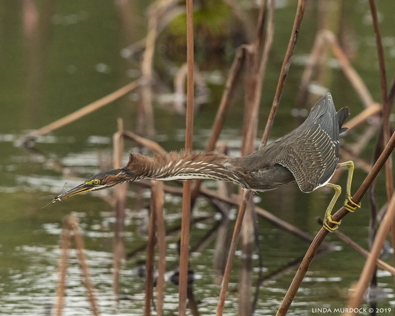 GOTCHA! Nikon D850 with Nikkor 500 f/5.6 PF VR ~ 1/3200 sec f/7.1 ISO 1000; tripod