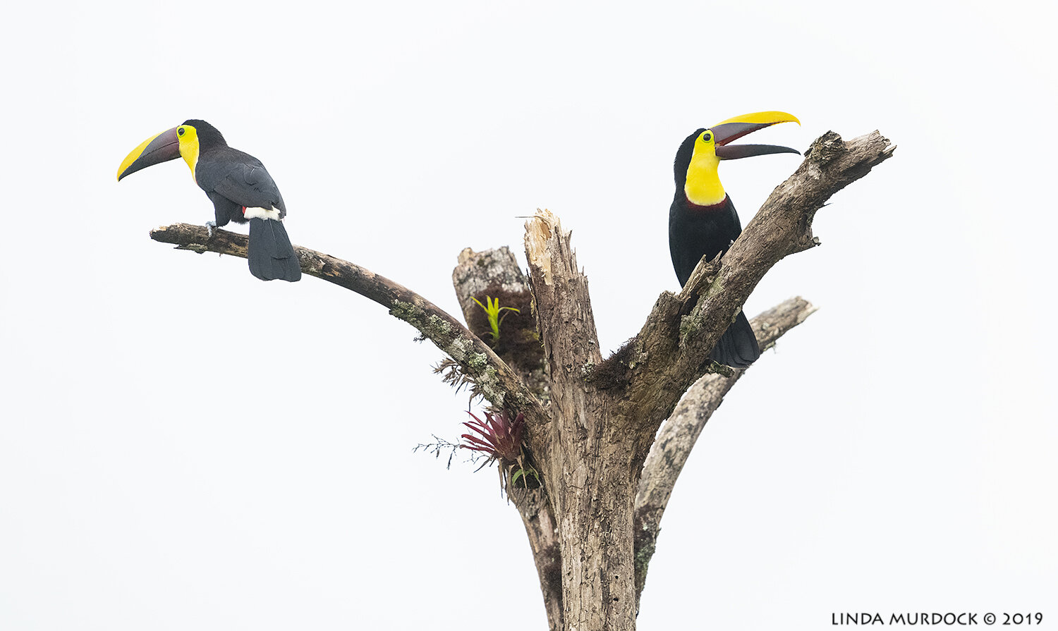 Part of a flock of Black-mandibled Toucans Nikon D850 with Nikkor 300 f/4 PF ~ 1/1000 sec f/4 ISO 2000