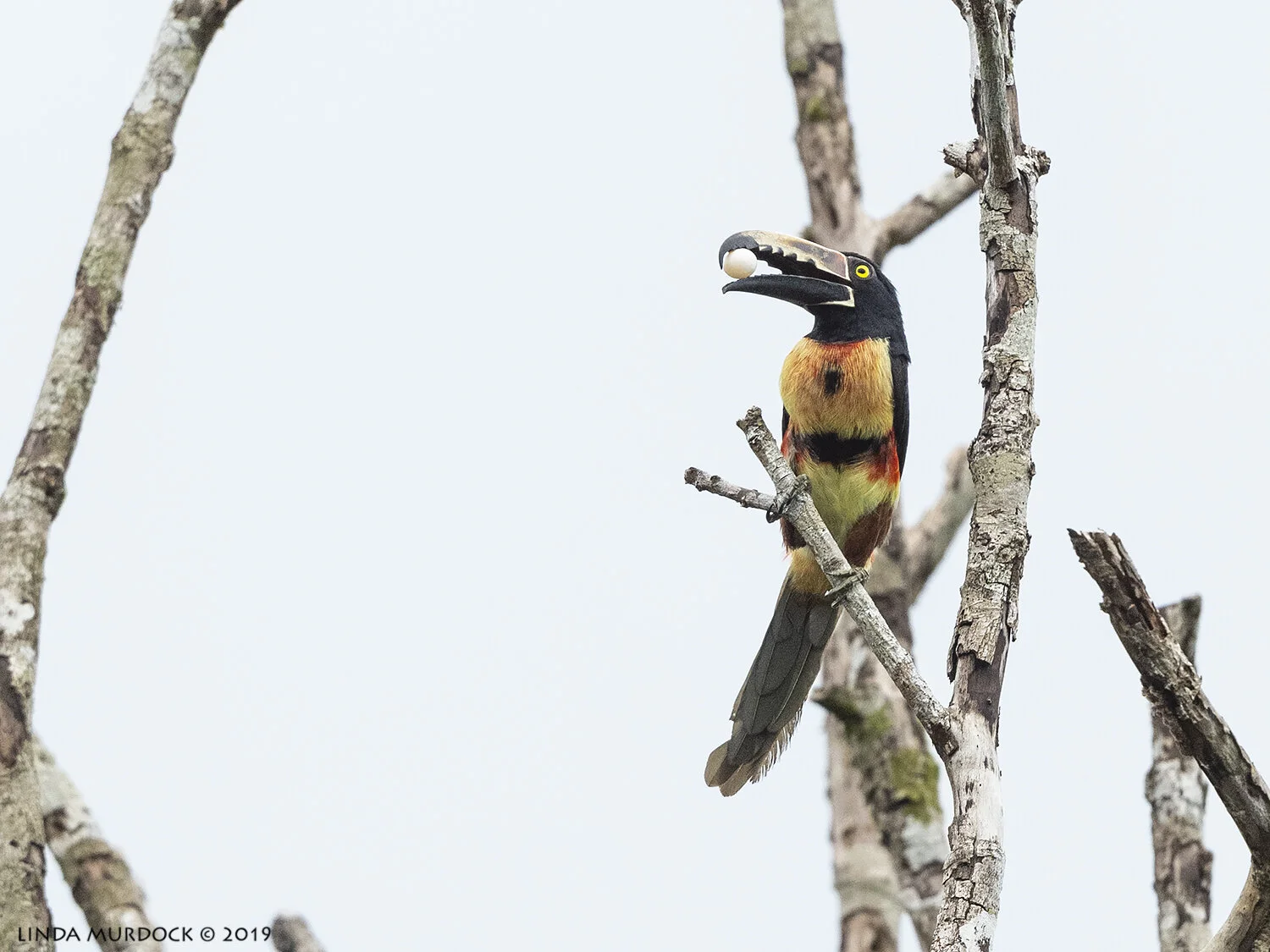 Collared Aracari showing off his prize… Nikon D850 with Nikkor 500 f/5.6 PF ~ 1/1250 sec f/5.6 ISO 1000 hand-held