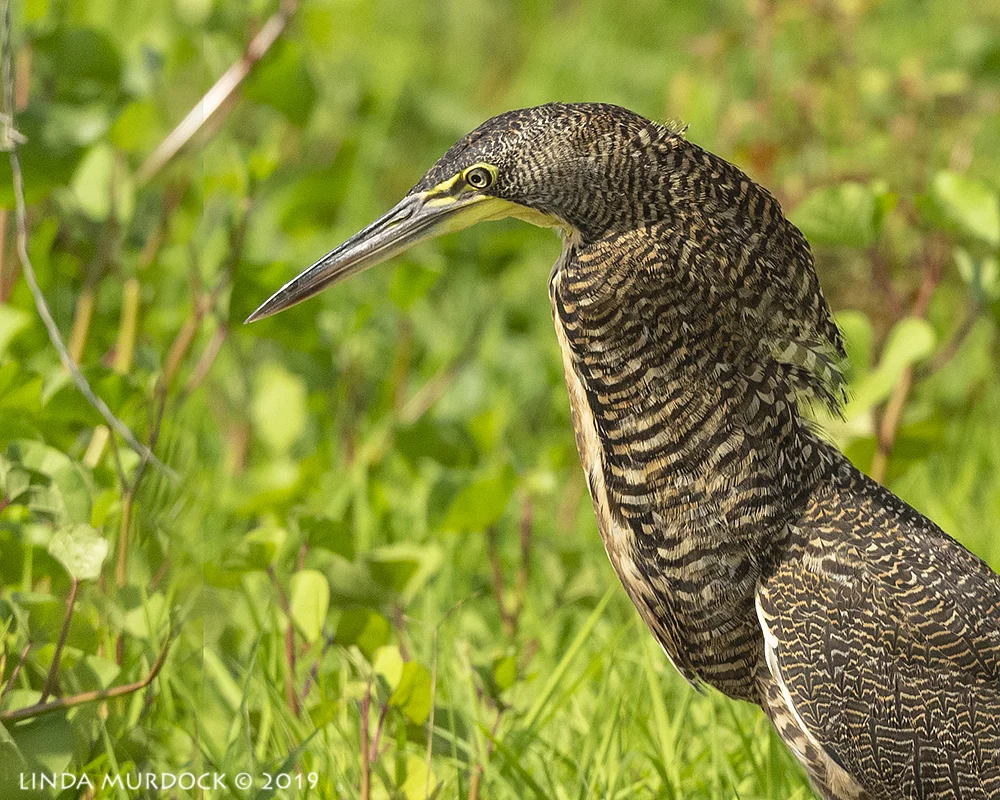 Young Bare-throated Tiger Heron Nikon D850 with Nikkor 500 f/5.6 PF ~ 1/2000 sec f/5.6 ISO 640