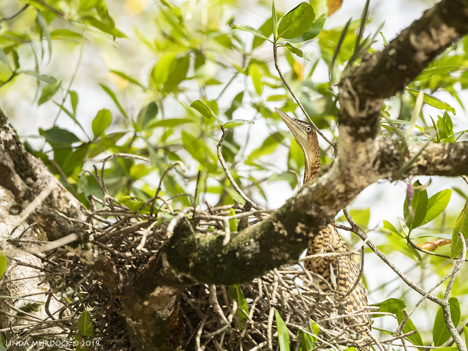Bare-throated Tiger Heron chick in nest Nikon D850 with Nikkor 500 f/5.6 PF ~ 1/1250 sec f/6.3 ISO 1600