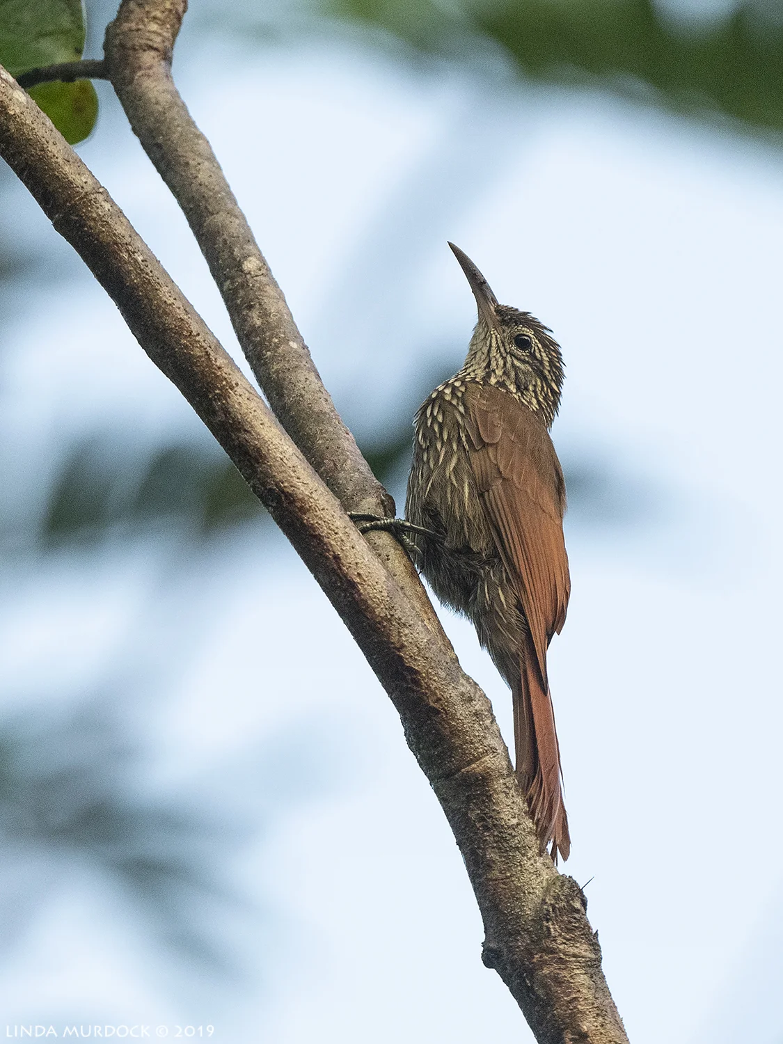 Streak-headed Woodcreeper in the Puerta Viejo region. Nikon D850 with Nikkor 500 f/5.6 PF ~ 1/800 sec f/5.6 ISO 1600
