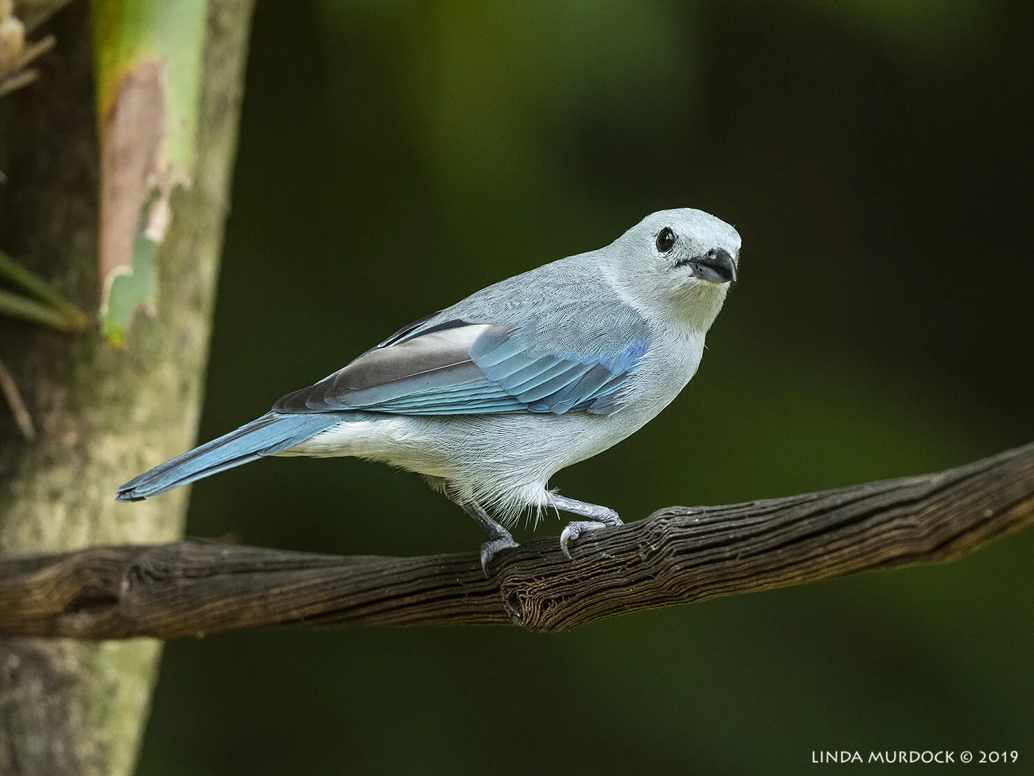 Blue-gray Tanagers (and Palm Tanagers) come to all the feeders Nikon D850 with Nikkor 500 f/5.6 PF ~ 1/800 sec f/5.6 ISO 1250