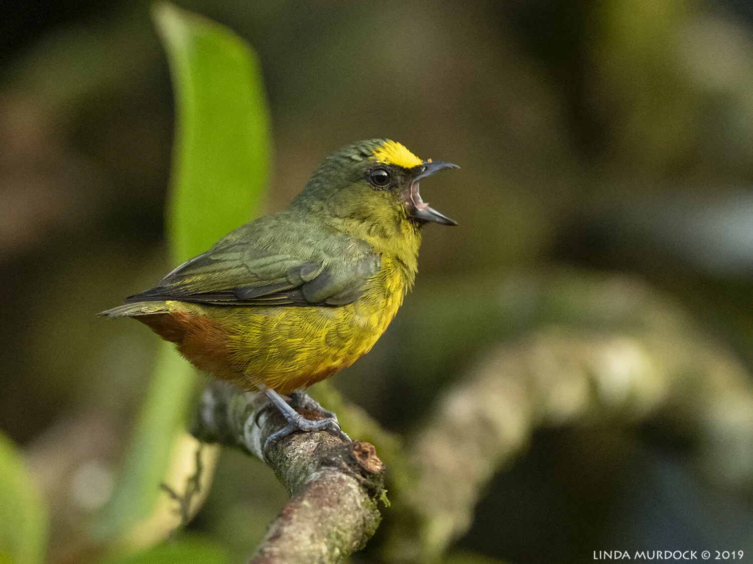 Male Olive-backed Euphonia singing to me Nikon D850 with Nikkor 500 f/5.6 PF ~ 1/640 sec f/5.6 ISO 1600