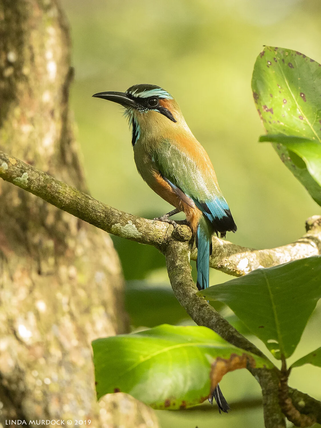 Turquoise-browed Mot Mot Nikon D850 with Nikkor 500 f/5.6 PF ~ 1/800 sec f/5.6 ISO 1600