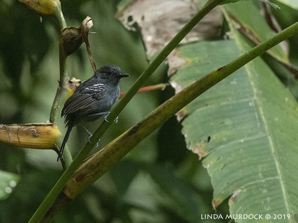 Dusky Antbird checking me out… Nikon D850 with Nikkor 500 f/5.6 PF ~ 1/200 sec f/5.6 ISO 4000
