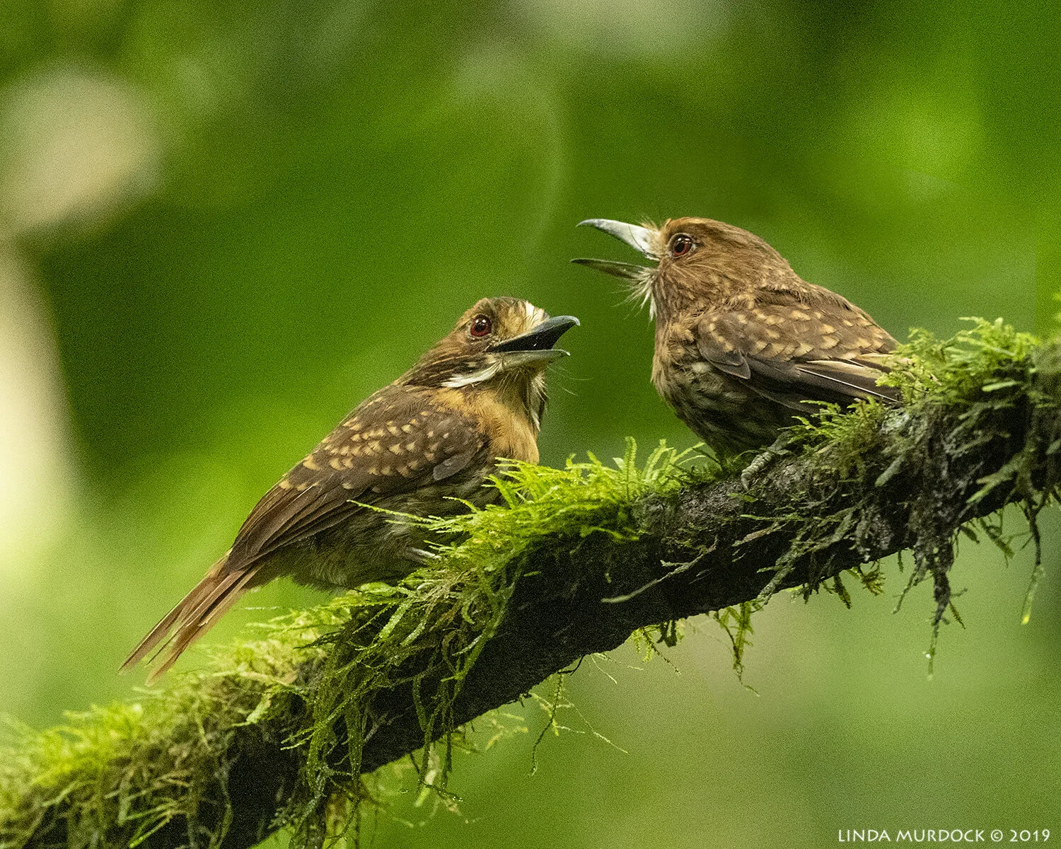 White-whiskered Puffbirds in Carara National Park Nikon D850 with Nikkor 500 f/5.6 PF ~ 1/160 sec f/7.1 ISO 5000