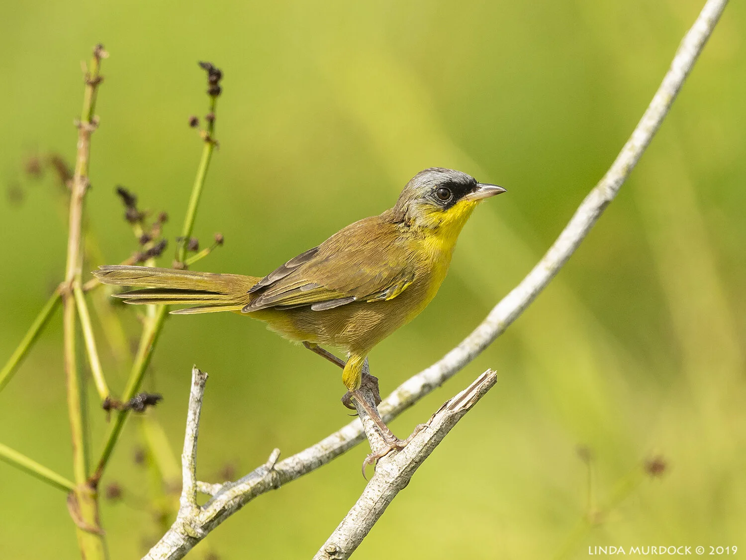 Gray-crowned Yellowthroat in a sunny field Nikon D850 with Nikkor 500 f/5.6 PF ~ 1/2000 sec f/5.6 ISO 540