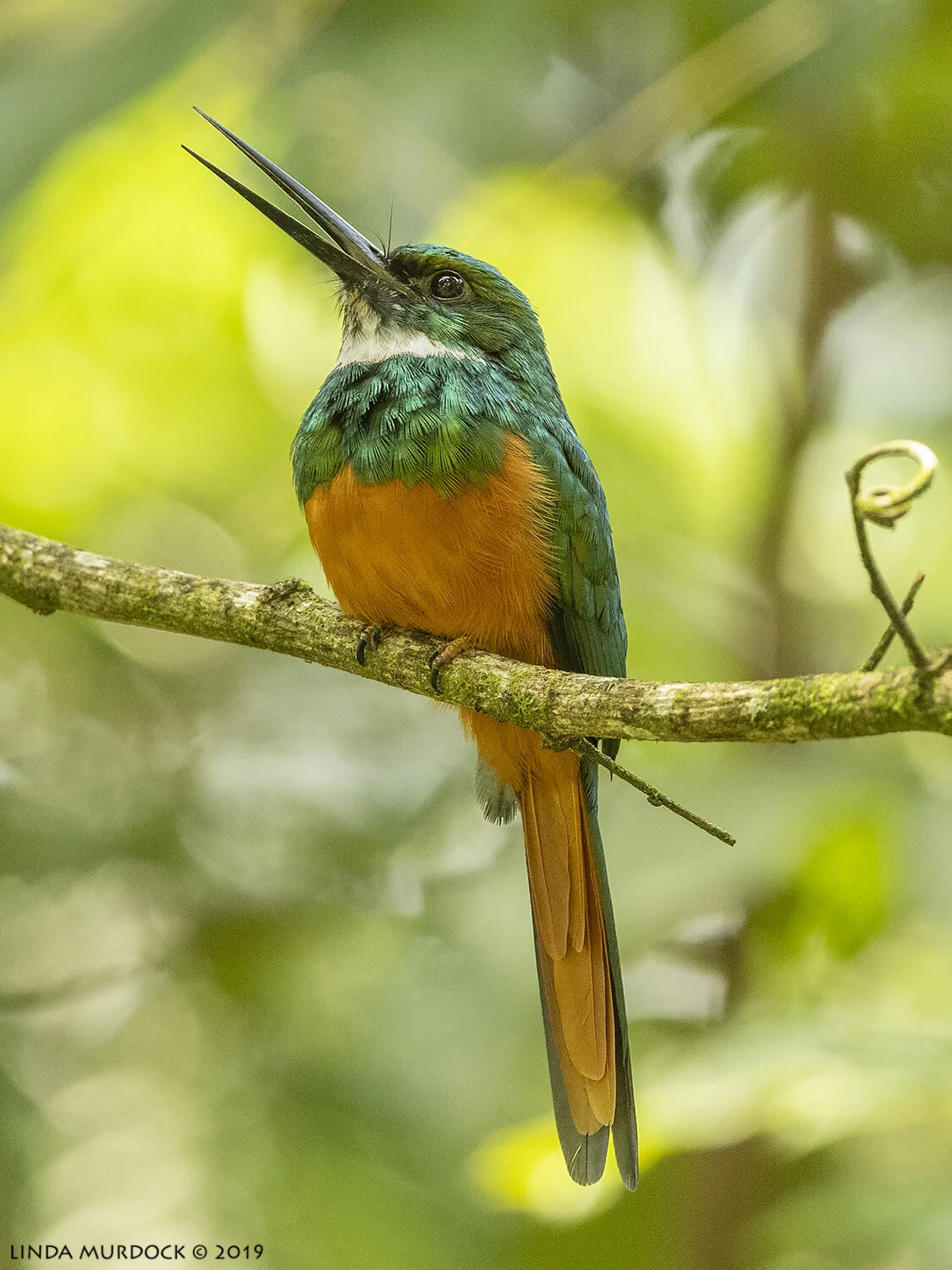 Rufous-tailed Jacomar in the forest near Cano Negro Nikon D850 with Nikkor 500 f/5.6 PF ~ 1/400 sec f/5.6 ISO 1600