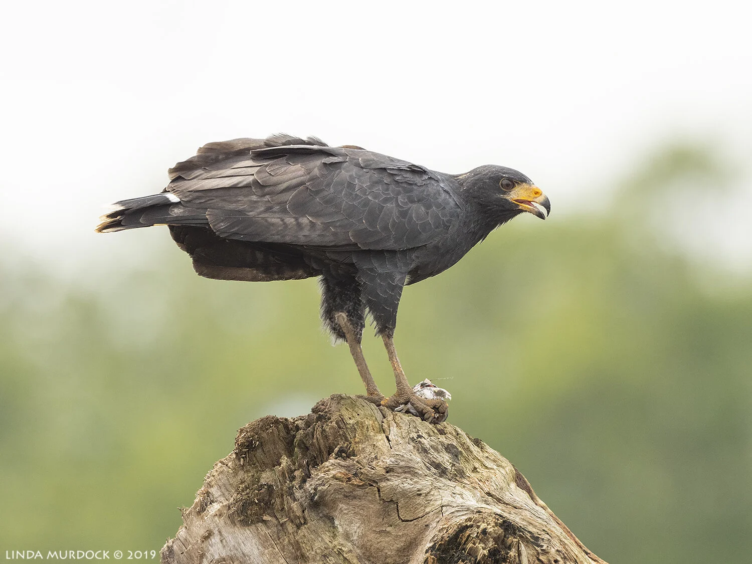 Costa Rican Raptor Costa Rica - Raptors and Owls — Linda Murdock Photography