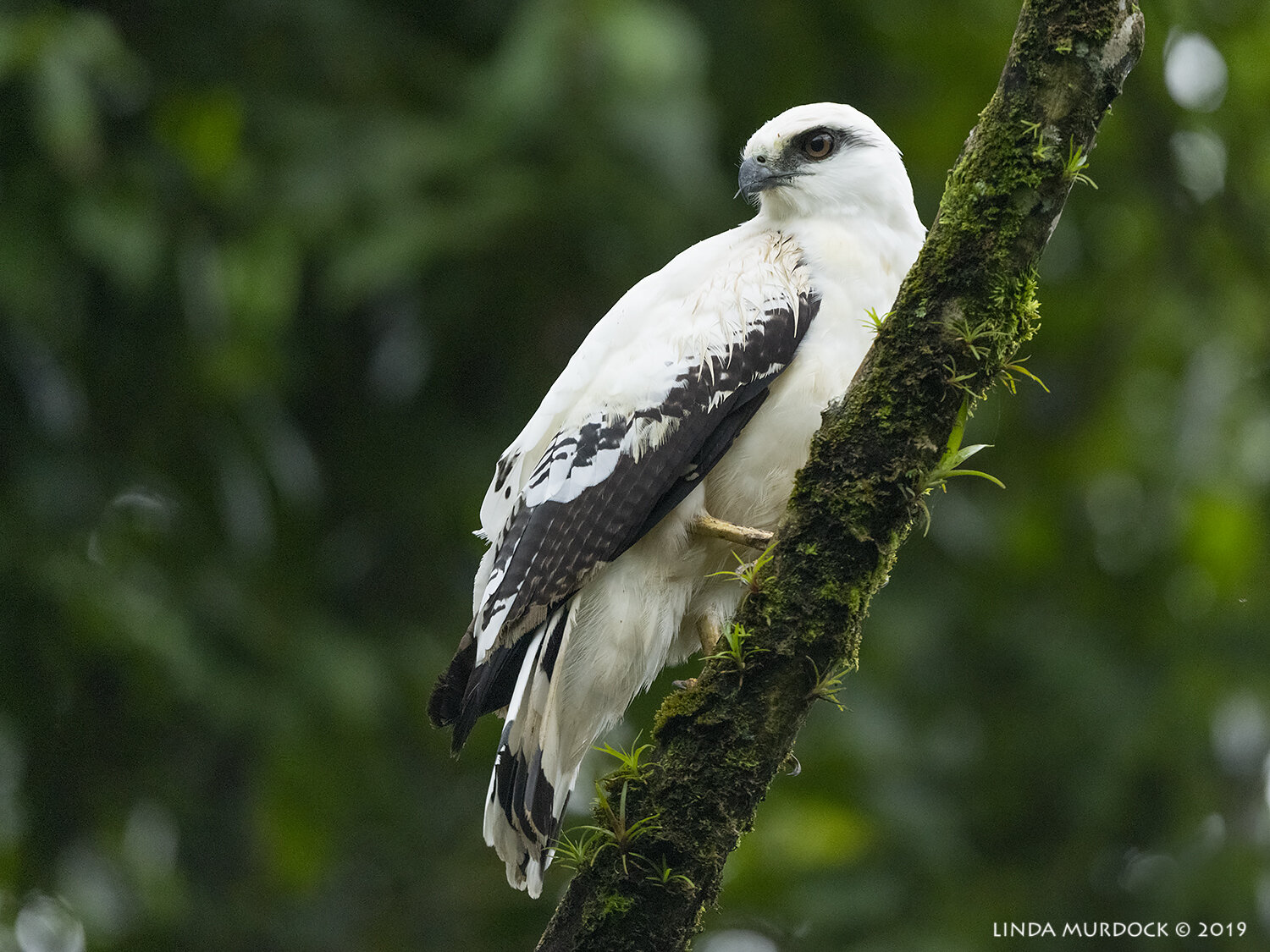 Costa Rican Raptor Costa Rica - Raptors and Owls — Linda Murdock Photography