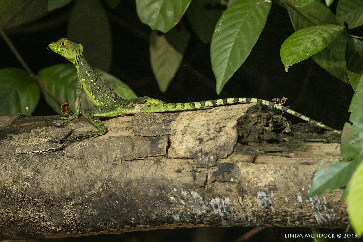 Costa Rica Reptiles, Frogs and Toads — Linda Murdock Photography