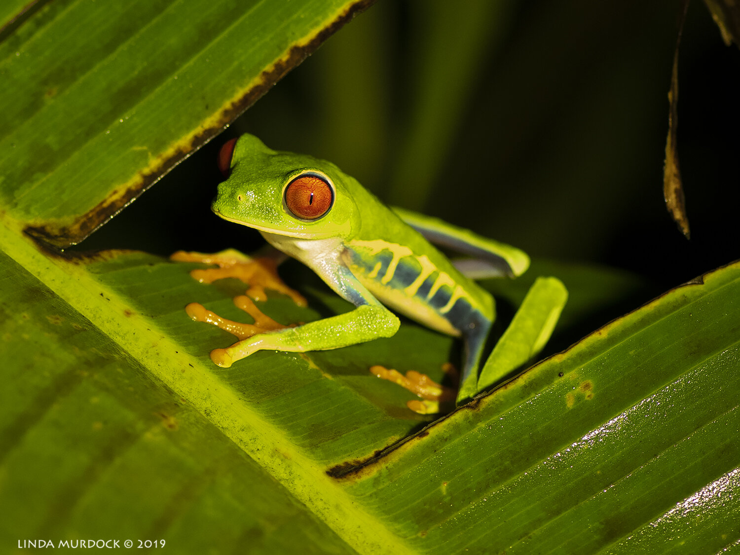 Costa Rica Reptiles, Frogs and Toads — Linda Murdock Photography