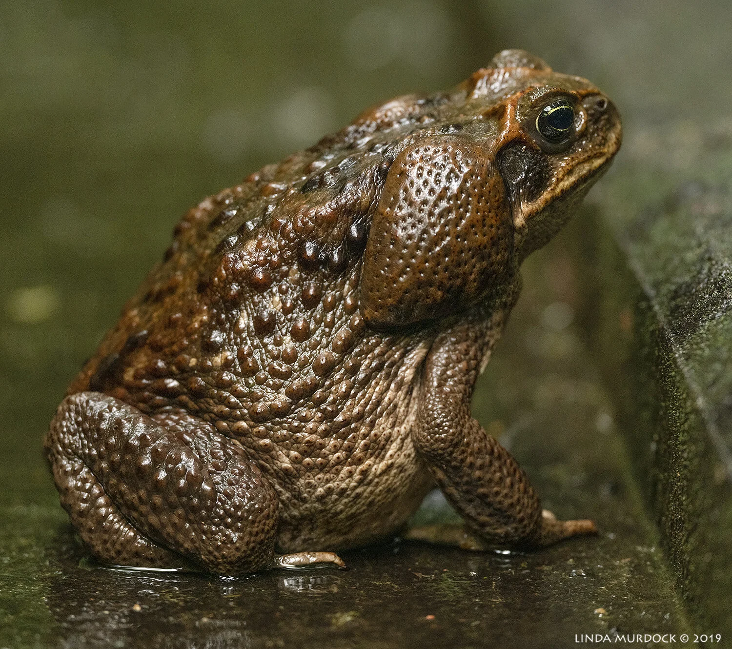 Costa Rica Reptiles, Frogs and Toads — Linda Murdock Photography
